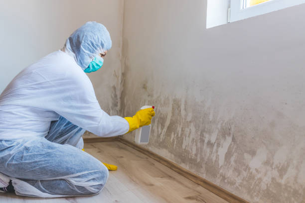 Professional mold removal team in Paris